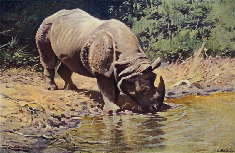 Indisches Nashorn von after Wilhelm Kuhnert