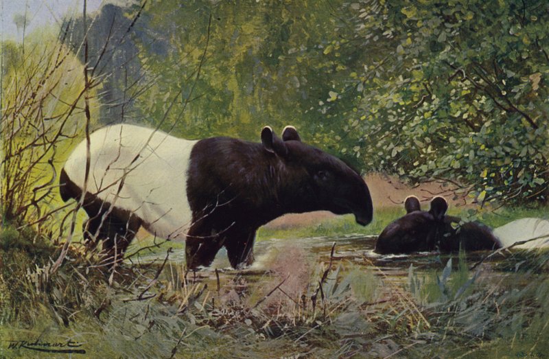 Indischer Tapir von after Wilhelm Kuhnert