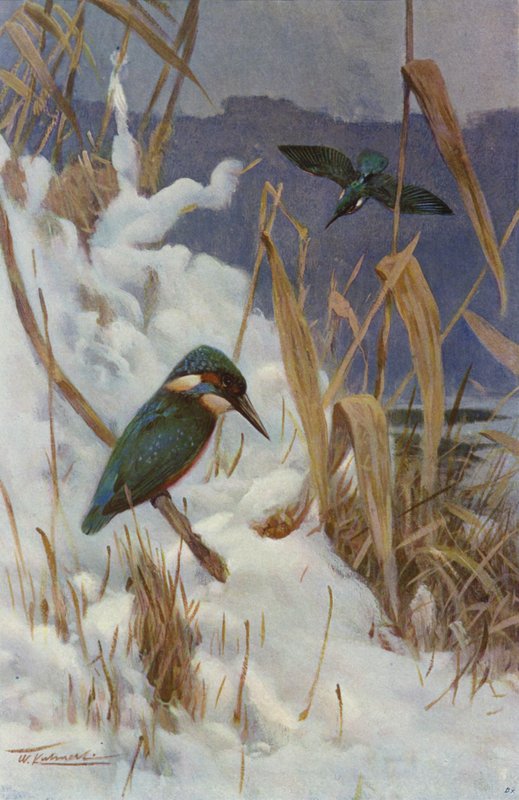 Eisvogel von after Wilhelm Kuhnert