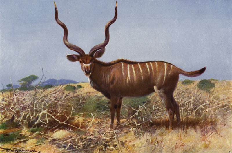 Kudu von after Wilhelm Kuhnert