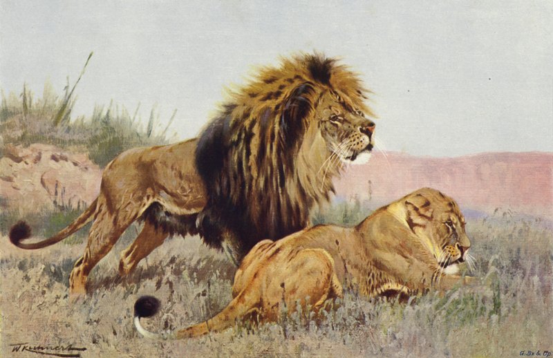 Löwe und Löwin von after Wilhelm Kuhnert