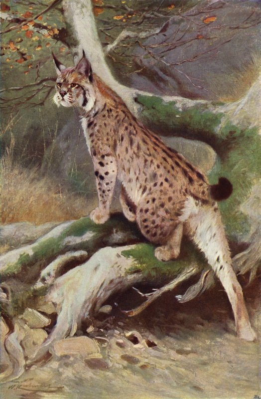 Luchs von after Wilhelm Kuhnert