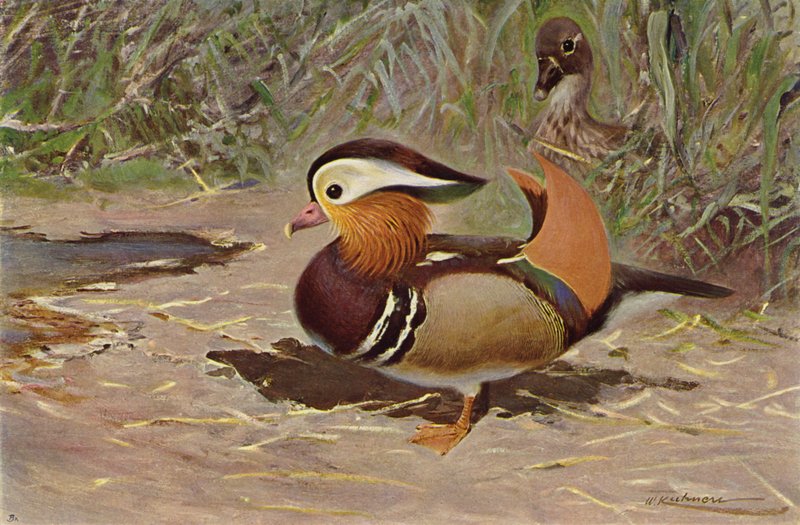 Mandarinente von after Wilhelm Kuhnert