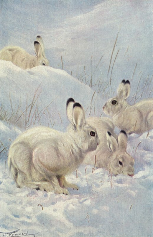 Schneehase von after Wilhelm Kuhnert