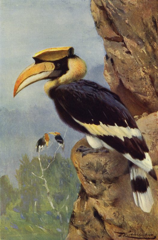 Hornvogel von after Wilhelm Kuhnert
