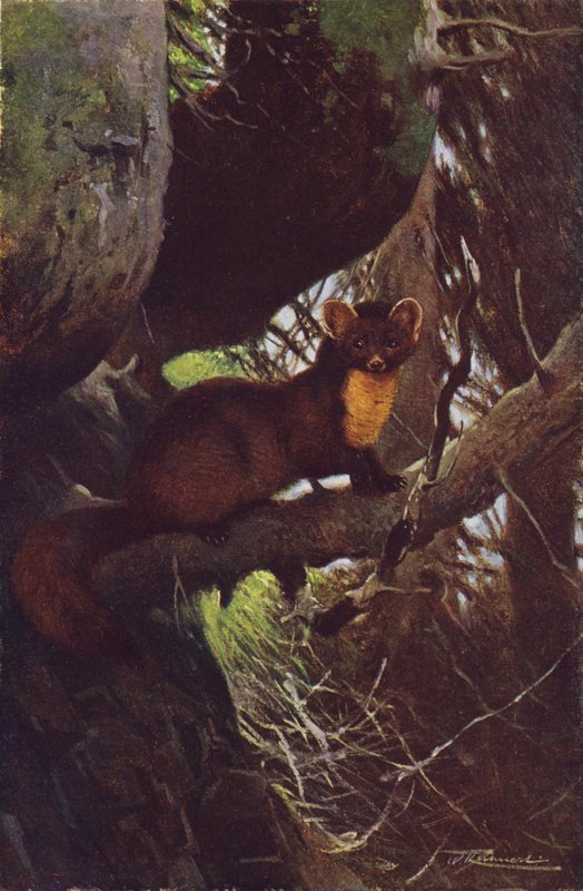Baummarder von after Wilhelm Kuhnert