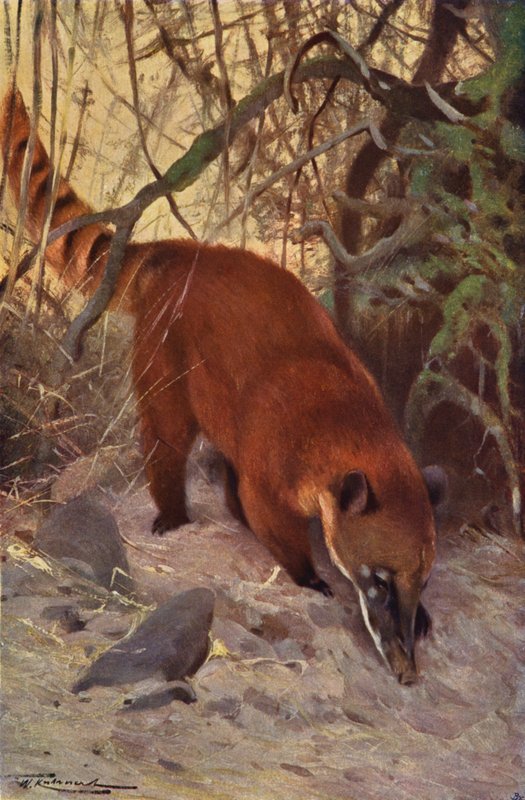 Roter Nasenbär von after Wilhelm Kuhnert