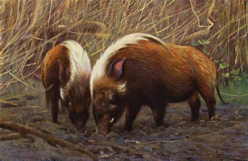 Flussschwein von after Wilhelm Kuhnert