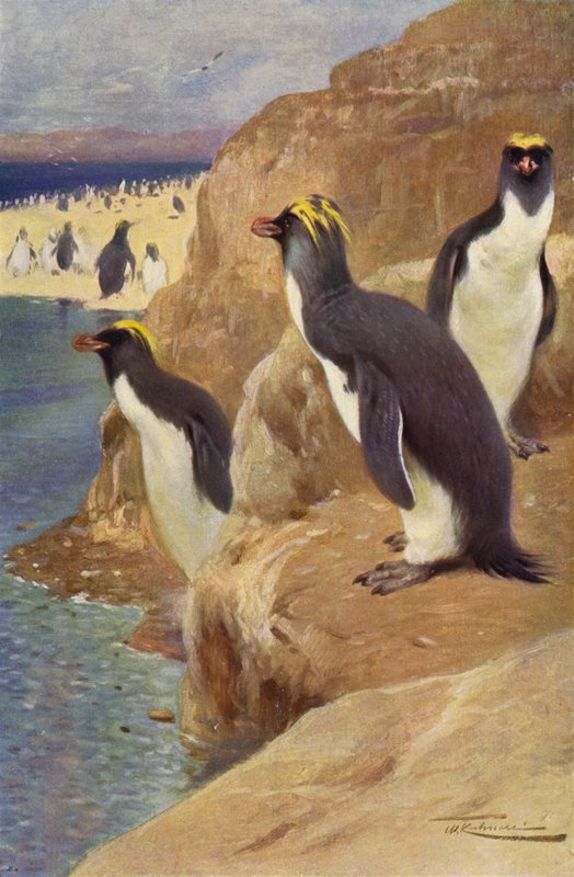 Felsenpinguin von after Wilhelm Kuhnert