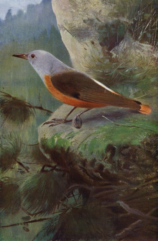 Steinrötel von after Wilhelm Kuhnert