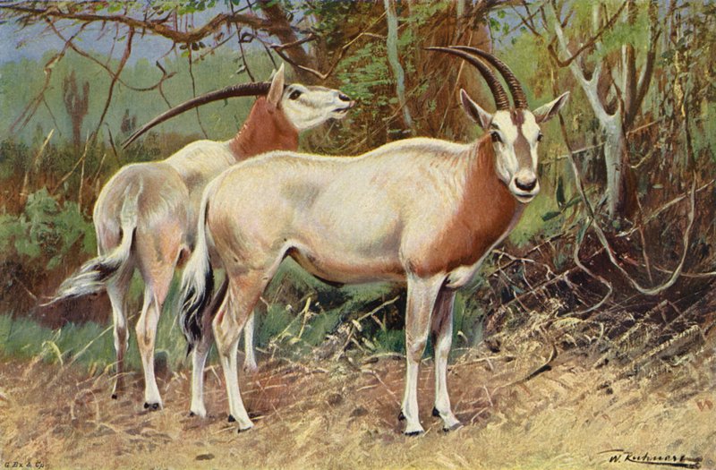 Rappenantilope von after Wilhelm Kuhnert