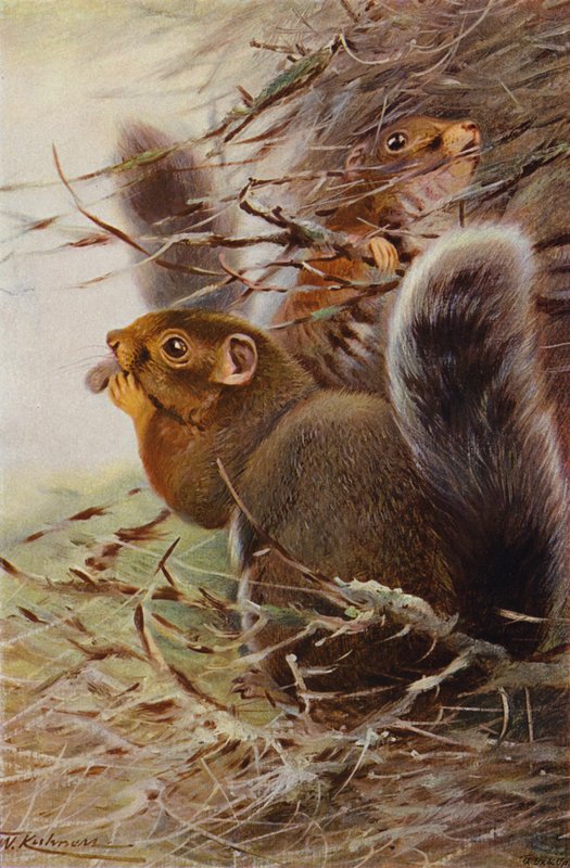 St. Paul Eichhörnchen von after Wilhelm Kuhnert