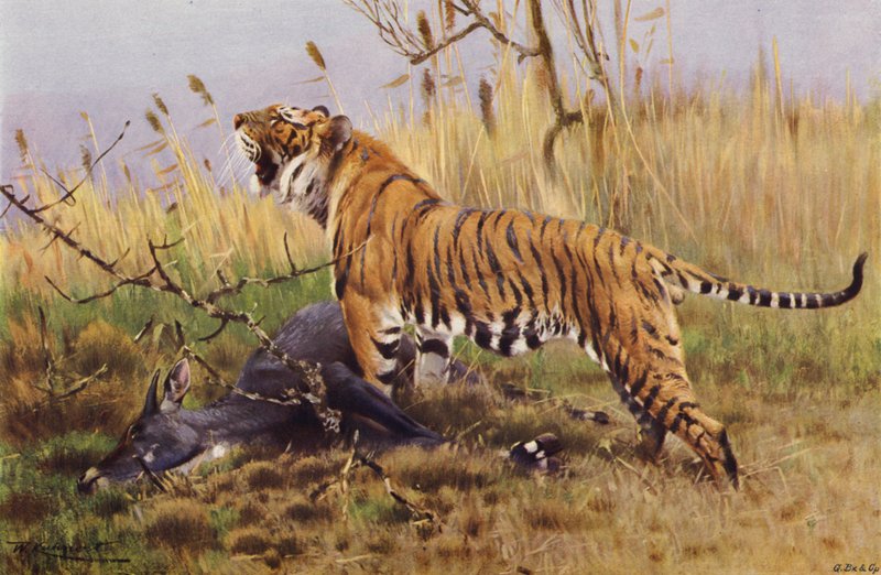 Tiger von after Wilhelm Kuhnert