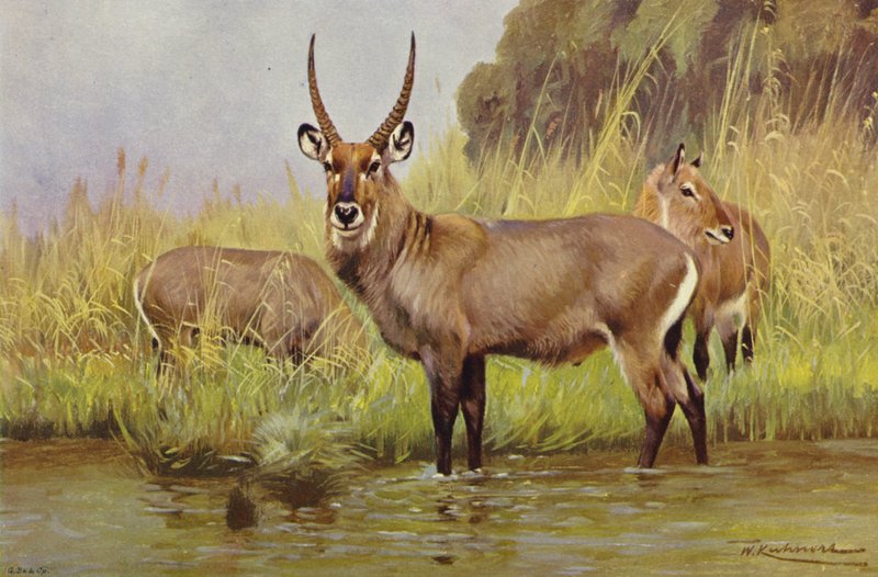 Wasserbock von after Wilhelm Kuhnert