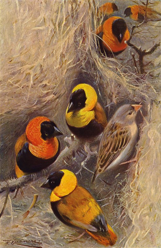Webervögel von after Wilhelm Kuhnert