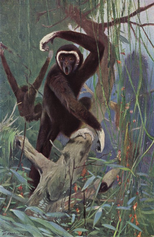 Weißhandgibbon von after Wilhelm Kuhnert