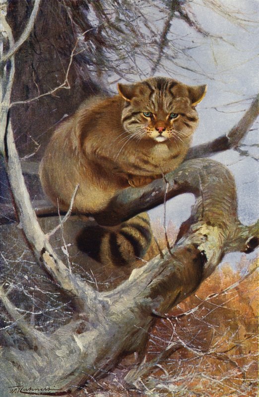 Wildkatze von after Wilhelm Kuhnert